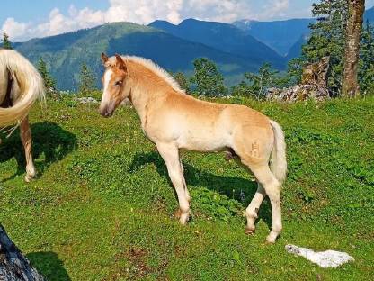 Haflinger Hengstfohlen