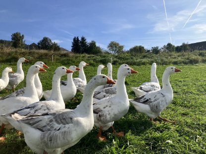 Bild 3:Martini - Weidegänse