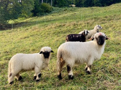 Walliser Schwarznasen Widderlamm BIO