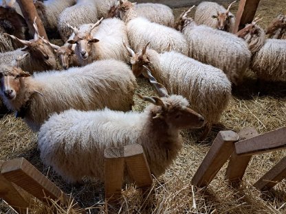 Bild 3:Verkaufe Bio-Lämmer vom Zackelschaf