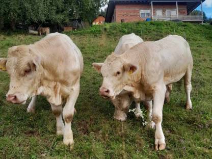 Verkaufe reinrassige Charolais Stiere