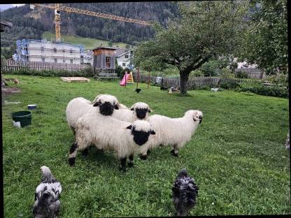 Walliser Schwarznasenwidder 1 Jahr