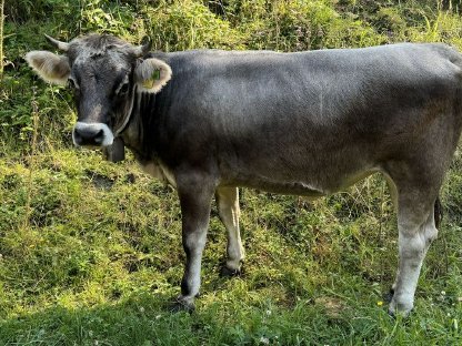 Tiroler Grauvieh Zuchtkalbinnen