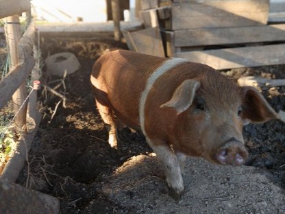 Duroc/Schwäbisch Hall und Mangalitza Kreuzungen Schweine