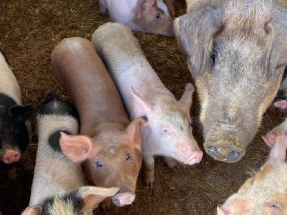 Bio-Ferkel zu verkaufen