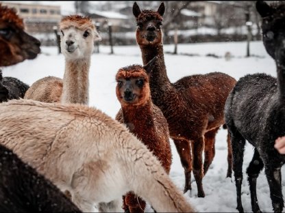 Bild 3:Alpakas abzugeben