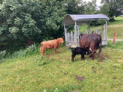 Bild 3:Verk. Hochlandrind-Zuchtkalbin, BIO