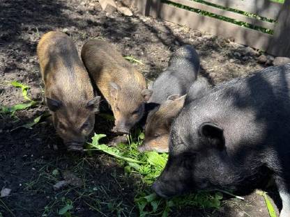 Bild 3:Minischweine