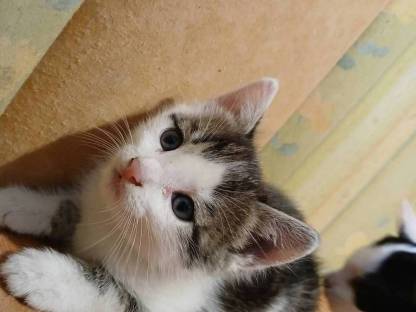 Kater zu vergeben