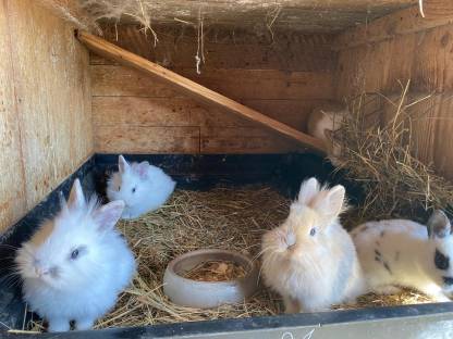 Bild 2:Süße Zwerge