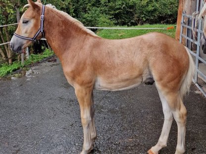 Bild 2:Tiroler Haflingerhengstfohlen nach Weltsiegerhengst Stainz