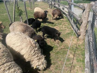 Bild 4:Bio Zwergschaf-Lämmer