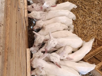 Bild 2:Saanenziegenkitze