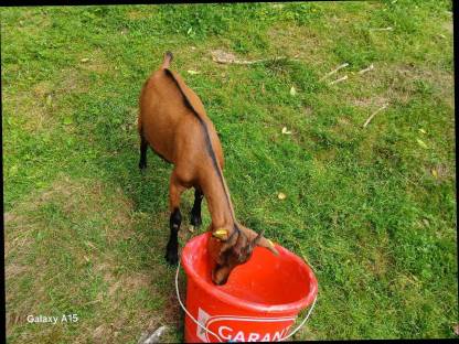 Bild 4:Gämsfarbige Gebirgsziegen