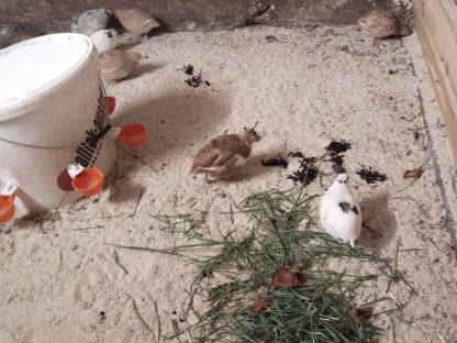 Bild 4:Legewachtel Speiseeier, Bruteier, Wachteln