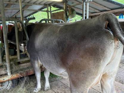 Bild 8:Tiroler Grauvieh Kuh Bio