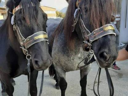 Bild 2:Noriker Stuten