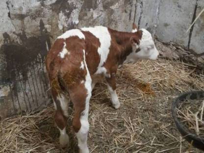Bild 3:Kälber gesucht
