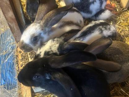 Hase