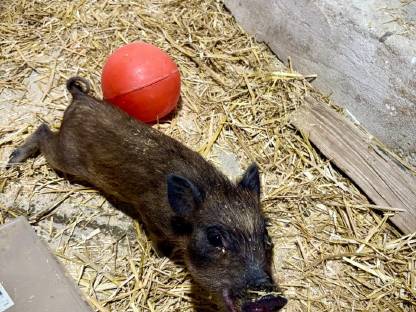 Bild 3:Minischwein, Minipig