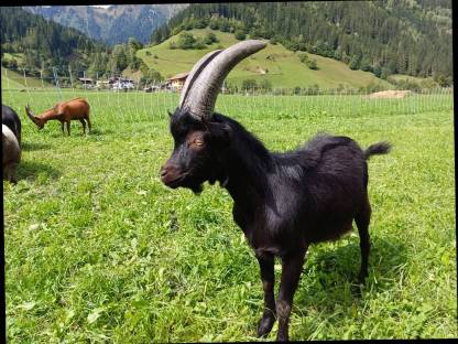 Bild 3:Aosta Böcke