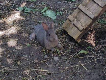 Bild 3:Junge Hasen