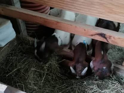 Bild 2:Buren Bockkitze