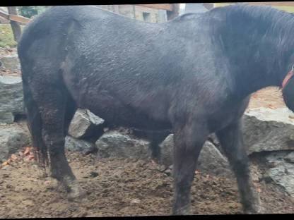 Bild 2:Noriker Stute Gisella