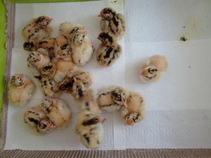 Friesenhuhn gold-schwarzgeflockt