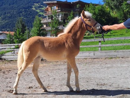 Bild 2:Haflinger Stutfohlen