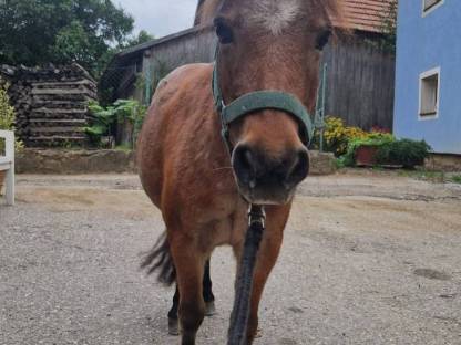 Bild 2:Pony Stute