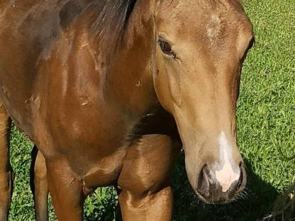 Bild 4:QH-Hengstfohlen, dunkler Buckskin, 04/2025