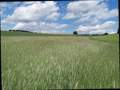 Bio Grünschnittroggen