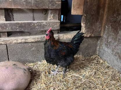 Bild 3:Blumenhühner