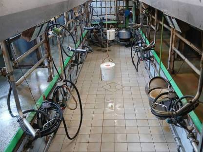 Bild 6:Melkstand Westfalia Tandem Doppel Drei + 1x Quer