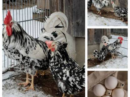 Leghorn Exchequer