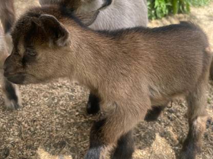 Bild 7:Seidenhühner & Mixe