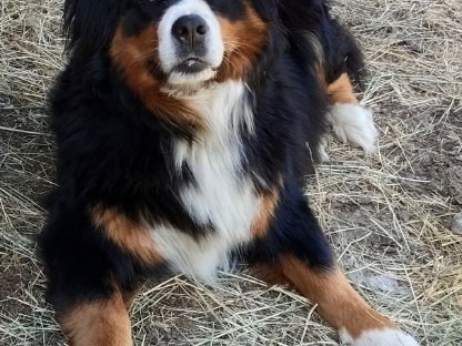 Bild 4:Reinrassige Berner Sennenhund Welpen zu verkaufen!