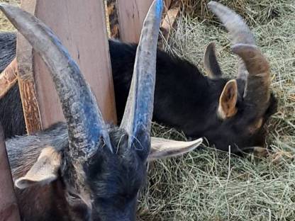 Bild 2:Aosta Kitzböcke