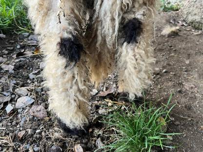 Bild 4:Walliser Schwarznasen Widder