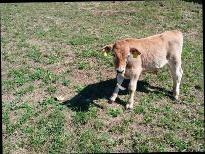 Bild 3:BIO Murbodner Stierkälber