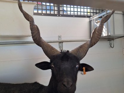 Bild 4:Ungarischer Zackelschaf Bock