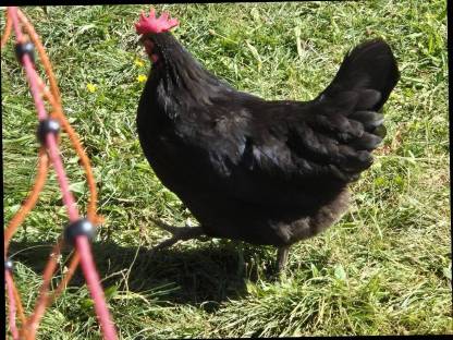 Bild 2:Hühner, Hennen, Hähne, Barnevelder