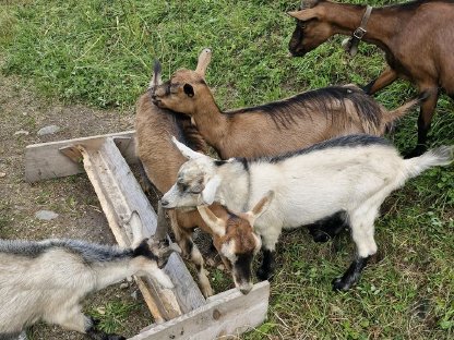 Bild 2:Ziegenbock