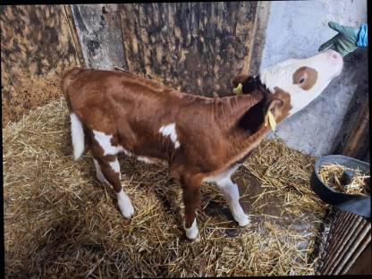 Bild 2:Fleckvieh Stierkalb