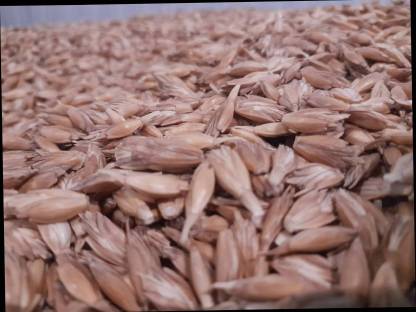 Bio Dinkel