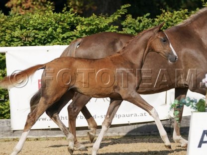 Bild 2:Reitpony Stutfohlen