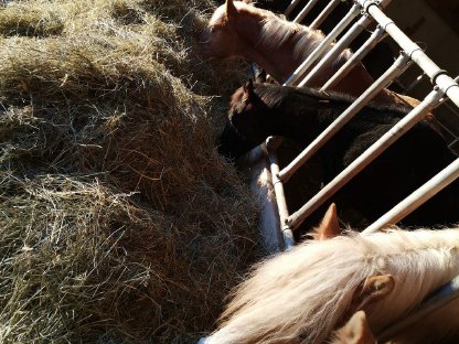 Bild 2:Hengstaufzuchtsplätze frei