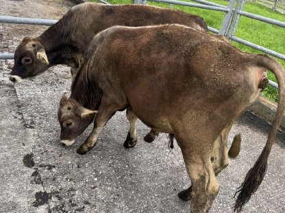 Bild 3:Verkaufe 2 Stiere zum Weitermästen