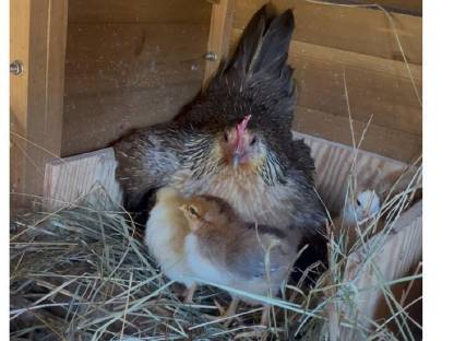 Bild 3:Seidenhühner & Mixe